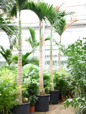 Stem