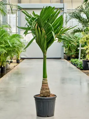 Stem
