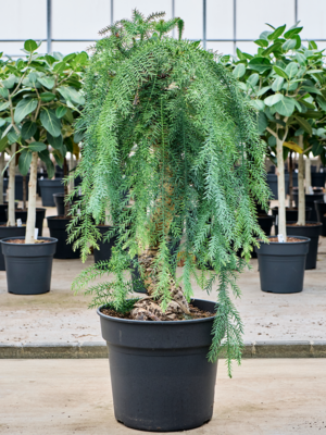 Bonsai
