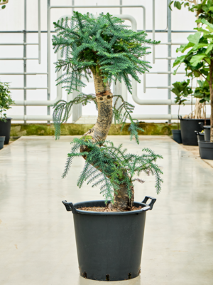 Bonsai
