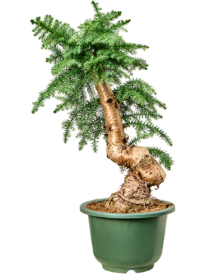 Bonsai