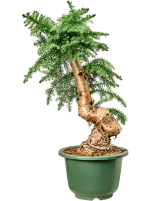 Bonsai