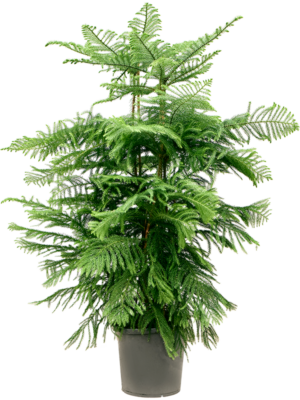 Bush