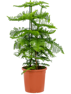 Bush