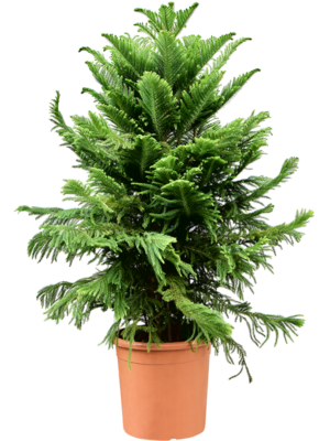 Tuft