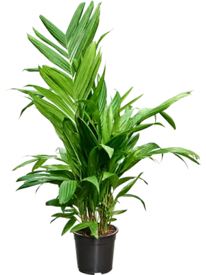 Bush