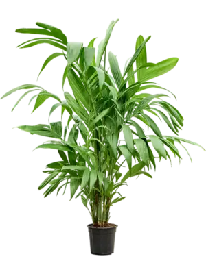 Bush