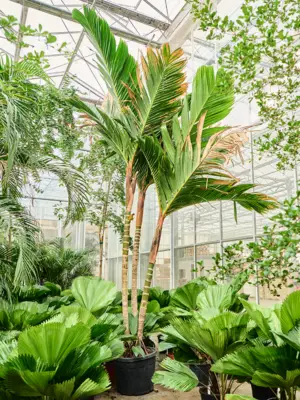 Multi stem