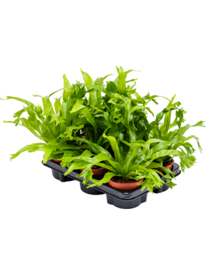 Bush