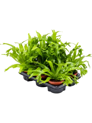 Bush