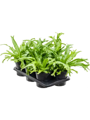 Bush