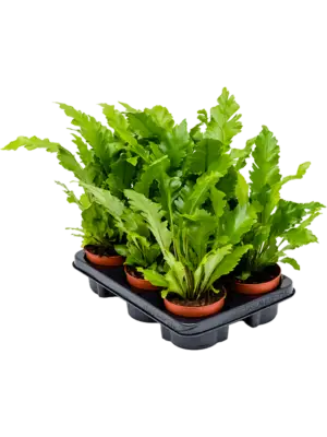 Bush
