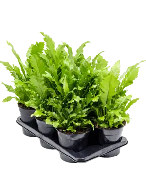 Bush