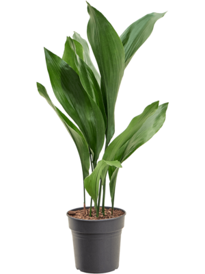 Tuft