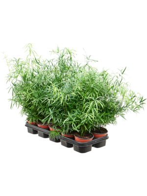 Bush