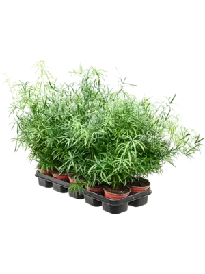 Bush
