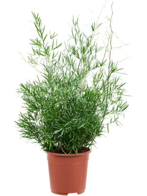 Bush