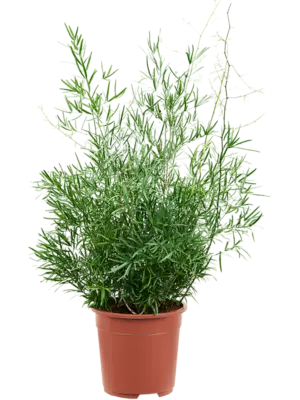 Bush