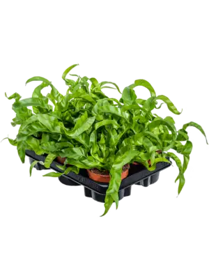 null