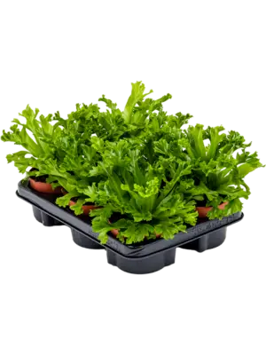 null