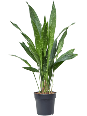 Tuft