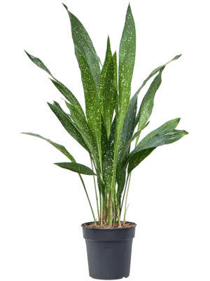 Tuft