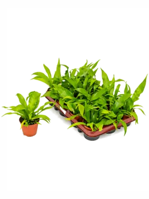 null