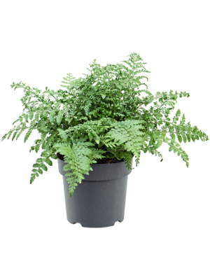 Bush