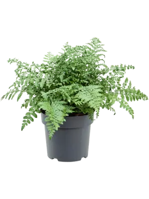 Bush