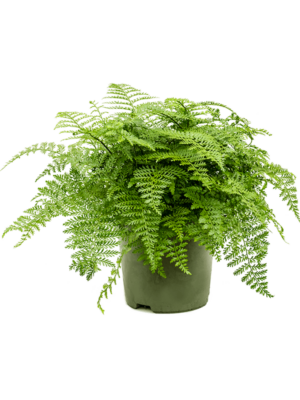 Bush