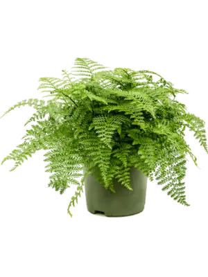 Bush
