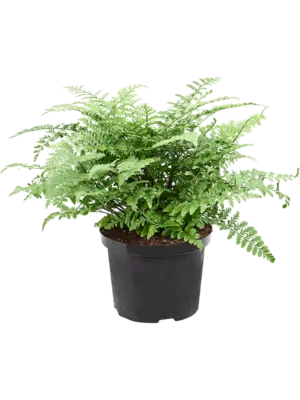 Bush