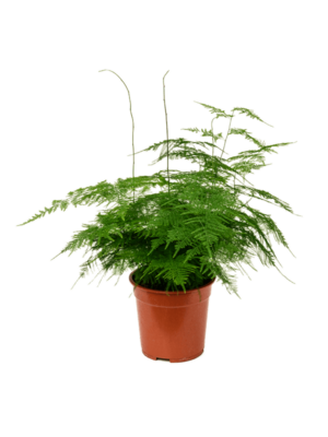Bush