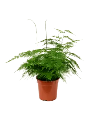 Bush