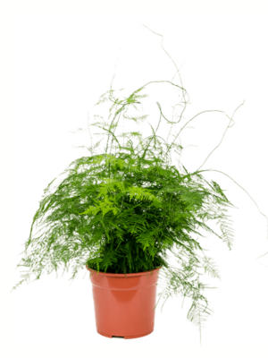 Bush