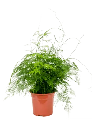 Bush