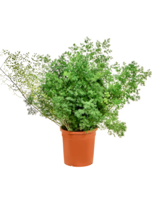 Bush