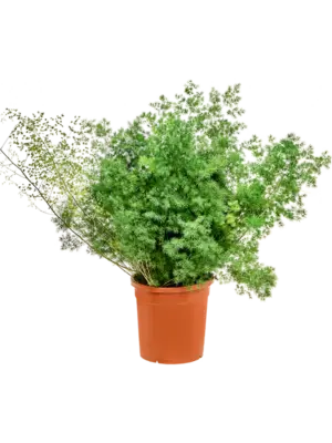 Bush