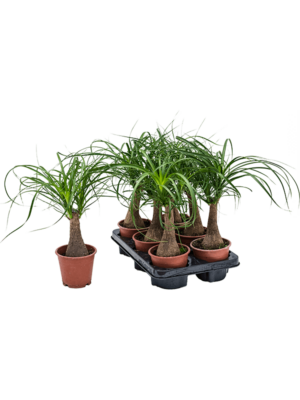 Stem