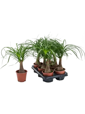 Stem