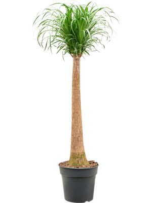 Stem