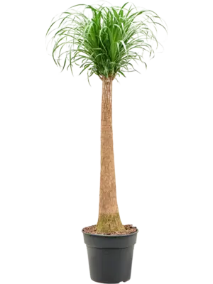 Stem