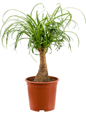 Stem