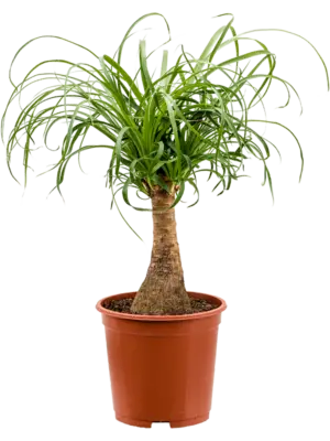 Stem
