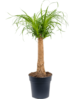 Stem
