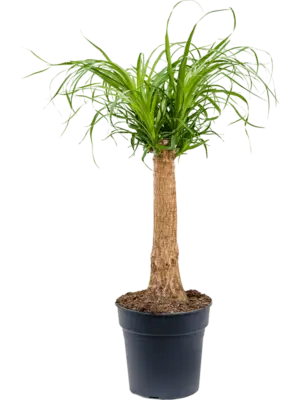 Stem