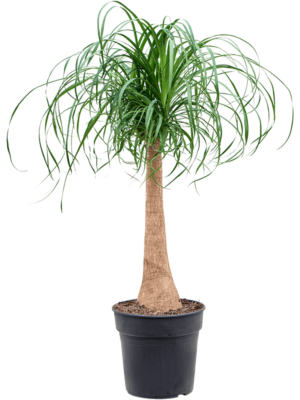Stem
