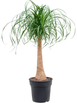 Stem