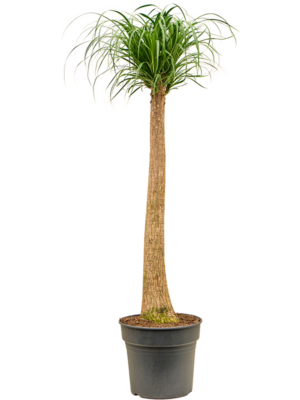 Stem