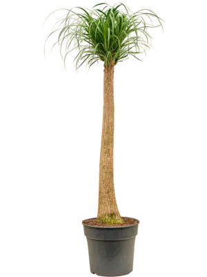 Stem